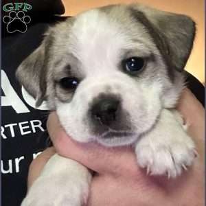 Polarbear, Pug Mix Puppy